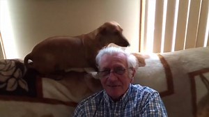 Funniest Dachshund Wiener Dog Compilation 2019