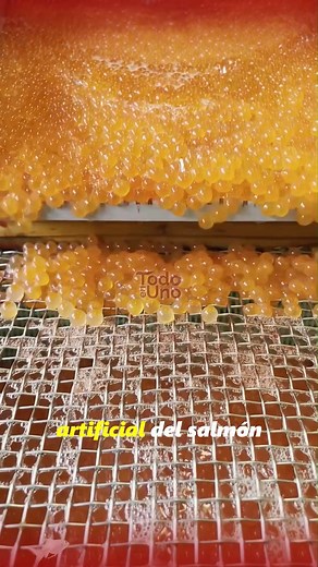 210K views · 4.2K reactions | Artificial salmon incubation . . #fyp #foryou #animals #love #foryoupage #nature | Todo en Uno | Facebook