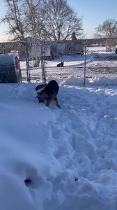 10K views · 851 reactions | Coco update today: Our sweet girl is...