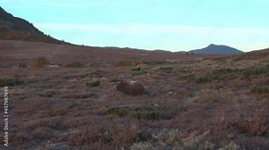 young musk ox herd walk in grassland scenery dovrefjell norway
