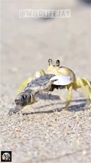 POV: You’re a Baby Sea Turtle Trying to Survive 🌊🐢