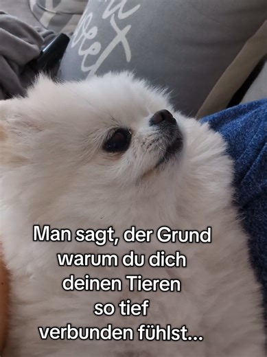 Understanding the Bond Between Humans and Pets