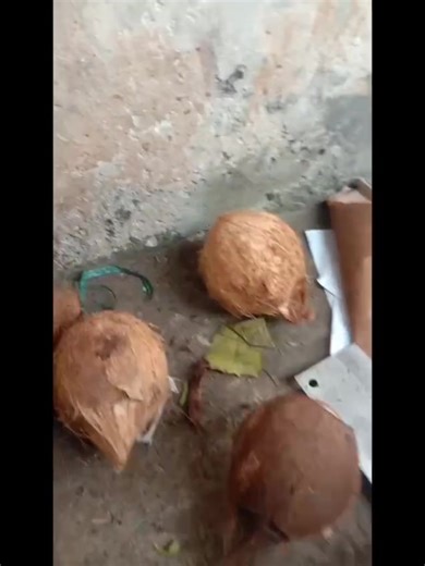 Bisa ,ga yaaa | Dian Permana