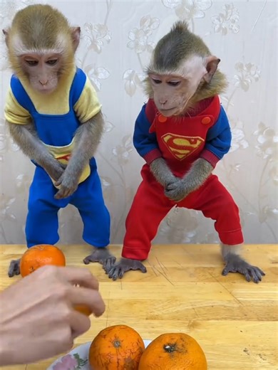 Funny Monkey Video: Entertainment for Animal Lovers