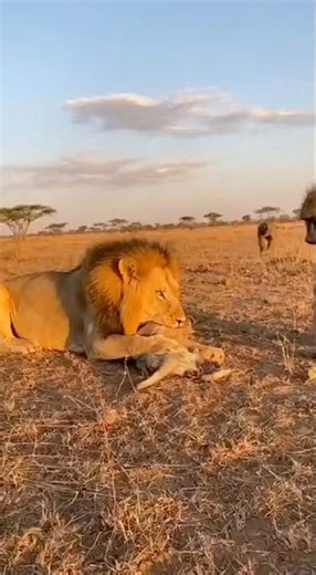 “Brave Baboon Saves His Friend! 🐒🔥#BraveBaboon #WildRescue #SavannahDrama