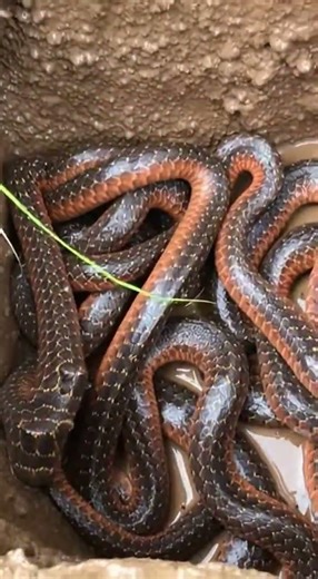 #giantpython #pythonattack #snakeattack #chickeneaten #wildlifeshock #terrifyingmoment #brutalscene