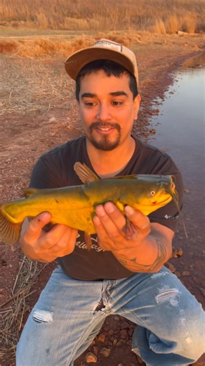 Giant Bullhead Catfish ! #shorts #fishing #outdoors