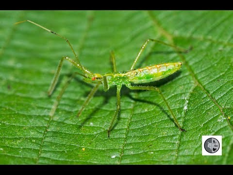 Nymphe de Punaise assassine/Green Assassin Bug Nymph (zelus luridus)