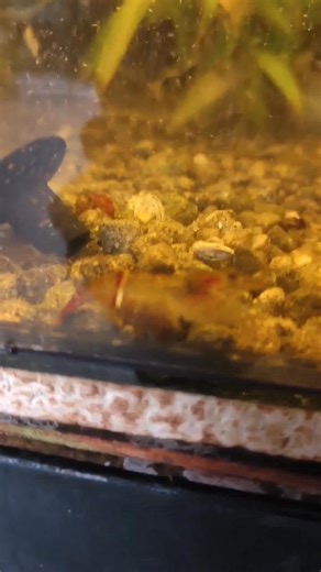 Red Obscura (Red Claw Shrimp) A striking freshwater shrimp known for its vivid red coloration and distinct claw shape. Hardy, active, and great for adding personality to community tanks—just provide hiding spots and clean water for them to thrive. #RedObscura #FreshwaterShrimp #AquariumShrimp #PlantedTank #vivariummanila | Vivarium Manila | Facebook