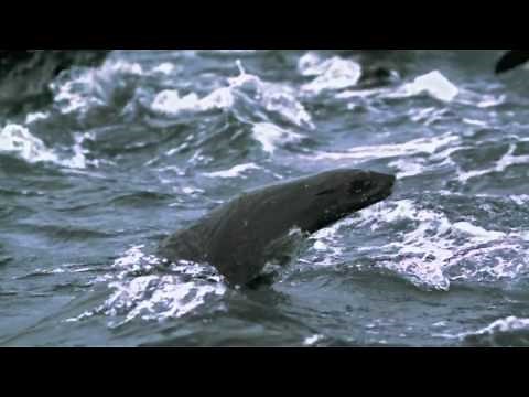 Deep Forest - Sweet Lullaby (Ambient Mix)