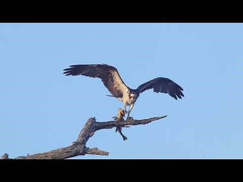 Compilation of an Osprey hovering, flying with prey, and landing at its feeding perch