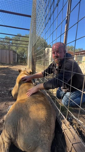 Which big cat did you think would be the softest? | Texas Wildlife Park