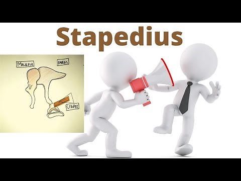 Stapedius muscle II 2 minutes II stapedial reflex II