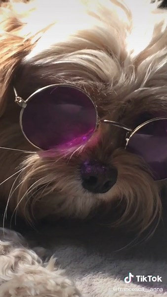 . #dog #imagine #doggo