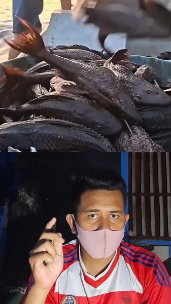Dari Hama Jadi Cuan! Ikan Sapu-Sapu Laris Manis Di Brazil #shorts