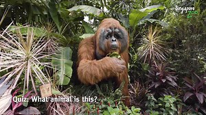 Can you tell what this animal is? Since it has gone extinct, this is your only chance to learn about the species at Singapore Zoo - and meet its modern mega animal counterpart too! Find out more: http://zoo.com.sg/mammoth | Mandai Wildlife Reserve