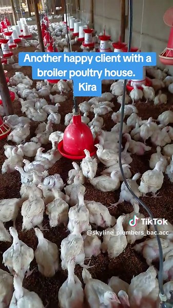 For installations contact Skyline plumbers. whatsapp or call: 0704 292820 0703 111499. #goviral #skylineplumbers #fypfypfyp #trendingvideo #poultryfarming #Poultryautomaticdrinkers @VetAviana services @MORRIS PLUMBERS & CLEANING CO. @NEXT PLUMBERS