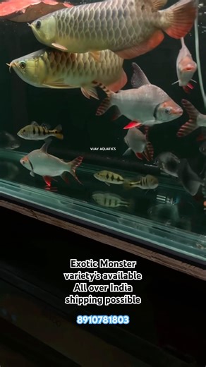 Exotic monster fish variety available🔥#support #viralvideo #exoticaquariumfish #fishing #fishtank