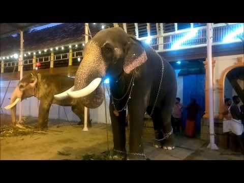 Bahubali Elephant Chirakkal Kalidasan at Thripunithura Vrischikolsavam 2016- Kerala Elephant Heroes