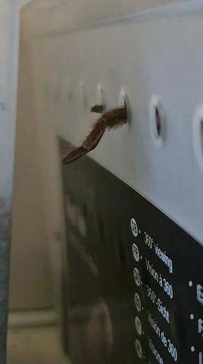 Juvenile A hentzi just testing if the holes are big enough for a great escape. Very spooky, many customers have been surprised by this spiders antics. | Peculiar Pets Ltd - Heckmondwike