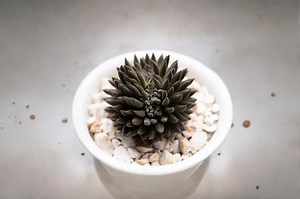 100 Sinocrassula Yunnanensis Seeds | Rare Black Succulent | Unique Mini Plant Seeds - Etsy
