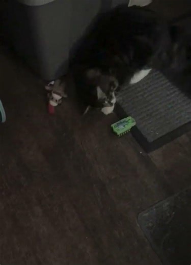 Castiel, Ripley and the motorized bug