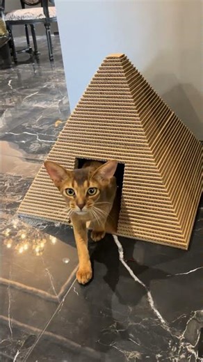 Pyramid power—for cats. 🔺😺 A stable, scratchable hideaway made from durable corrugated cardboard.