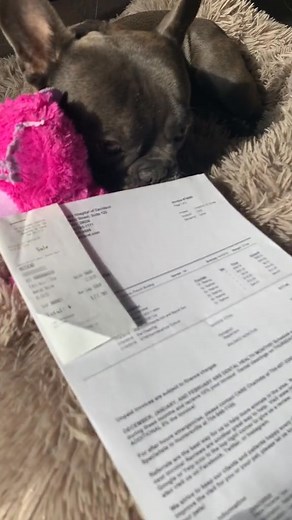 How bout, NO🤣 #vetbill #dog #frenchie | Apollo & Athena the Frenchies