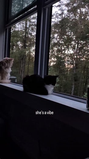 Clara is available for adoption at FosterBabyCats.org 🖤🤍 | FosterBabyCats