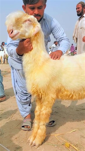 48K views · 2.9K reactions | A+ کوالٹی کے مندرے چھترے  | Mehran Goat Farm | Facebook