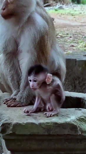 2.7K views · 33 reactions | Oh guys  this baby monkey  is scratching his butt  #fblifestyle #BabyMonkey #CuteMonkey #MonkeyLove #AdorableAnimals #Wildlife #NatureVibes #MonkeyMood #PeacefulMoments #AnimalLovers #MonkeyLife | IWalk | Facebook