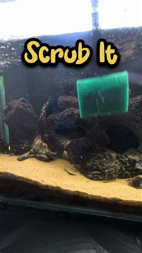 Easy Aquarium Glass Cleaning Hack 💯 #shorts #amaquarist #aquarium #aquariumhobby