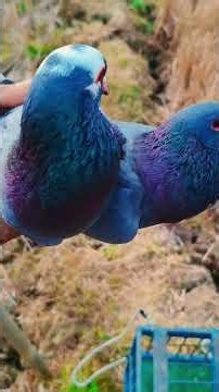 Hilang satu lagii.. #merpati