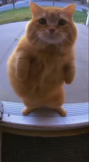 You Won’t Believe This Cat’s Crazy Twerk Moves!