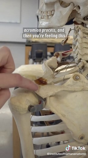 Sorry for the camera bluriness... it makes me sad... #LearnOnTikTok #TikTokPartner #kinesiology #scienceiscool