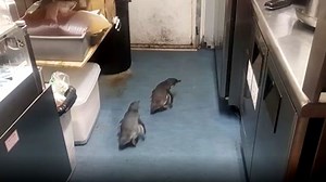 Penguins break into a sushi restaurant ... again