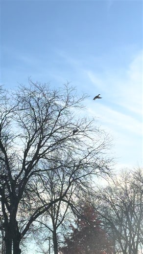 hunting tips and tricks (@hunting.tips.and)’s videos with original sound - Edizs