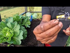 How To Grow Bush Beans (Green Beans) in Raised Bed