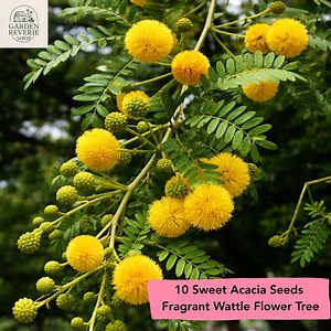 10 Sweet Acacia Mimosa Tree Seeds, Fragrant Yellow Wattle, Fast Growing Tree - Etsy