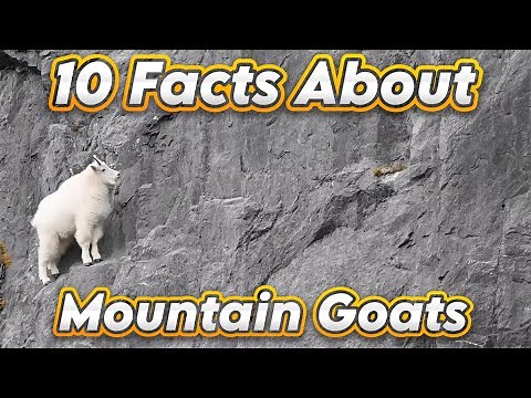10 Incredible Facts About Mountain Goat