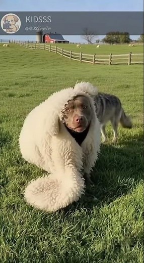 Wait, that's not a sheep?!😂