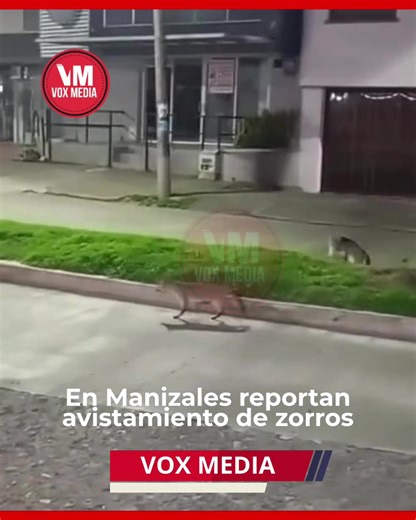 🔴#Atención 🐆 En Manizales reportan avistamiento de zorros cachorros. Un seguidor de Voxmedia Noticias Manizales nos compartió un video donde se aprecia una pareja de zorros cruzando por una calle del barrio Palermo de Manizales, avistamiento que también ha ocurrido cerca a la Universidad de Caldas, el colegio San Luis Gonzaga, el barrio La Enea y Recinto del Pensamiento también los han visto. De acuerdo con expertos de la Universidad de Los Andes, es necesario asociar las ciudades como parte d