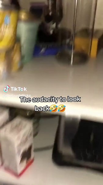 Funny Mouse Video: The Audacity to Look Back! 🐁😂