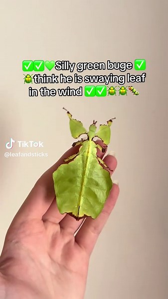 Do not be fooled ✅✅✅🐛🪲🪲✅✅ #greenbuge #bug #green #buge #silly | leaf bug