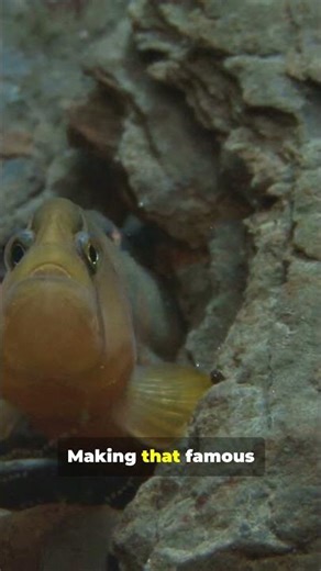 The Blobfish Isn’t Ugly — We Just See It Wrong: WILD!!! #tiktok