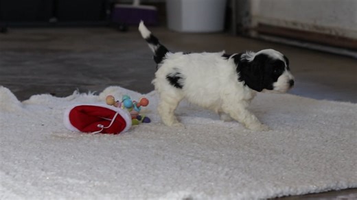 Cockapoo puppy for sale