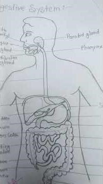 Human Digestive System Diagram | Easy Biology Video for Students | Digestive System Explained#shorts
