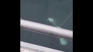 BIG 180# Halibut Released 😊🏆🐠 | Jimmie Jack's Alaska Fishing Lodges