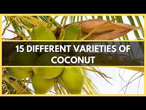 COCONUT VARIETIES: 15 DIFFERENT TYPES OF COCONUT TREES THAT GROW AROUND THE WORLD