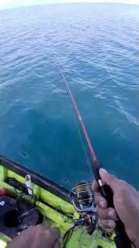 This is how I fish using live shrimp bait, give it a try